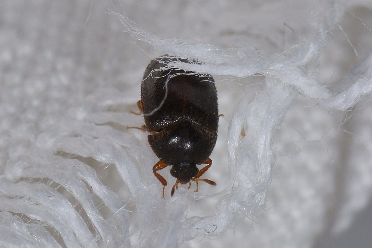 Dermestidae tra i panni: Attagenus unicolor, femmina